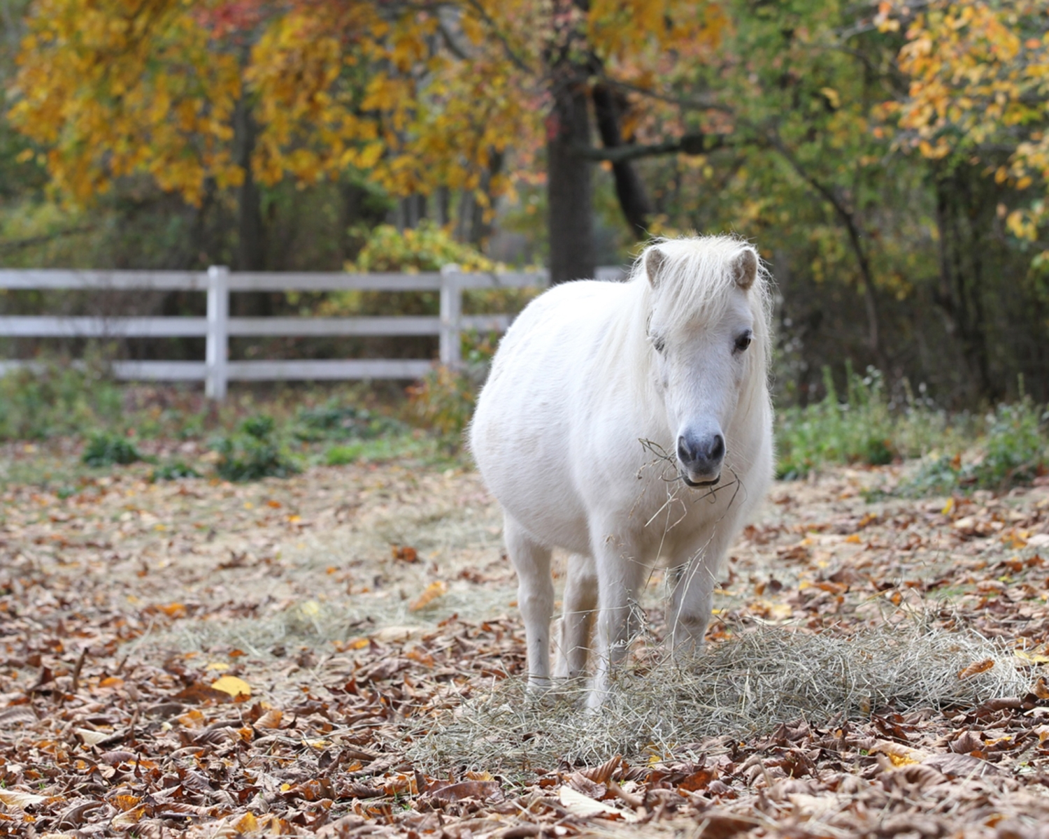 diva-cape-cod-sponsor-a-horse