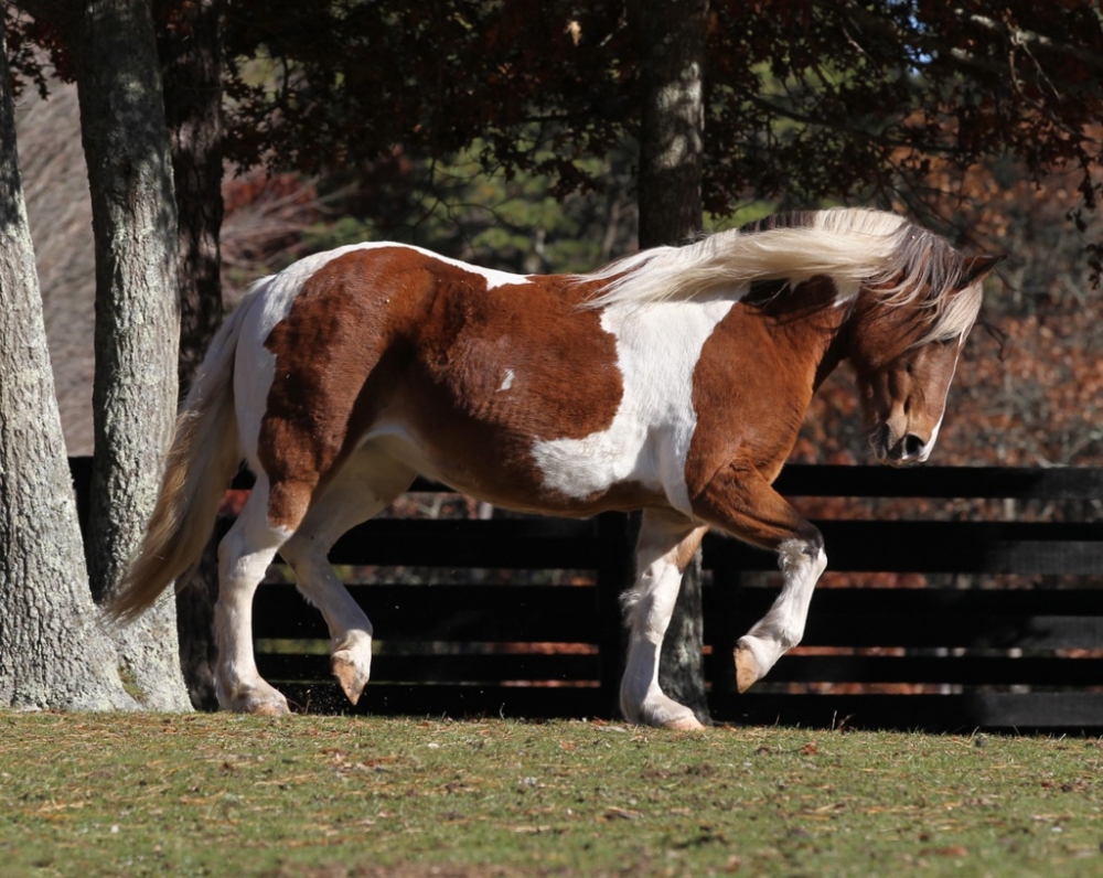 sponsor-capri-horse-cape-cod