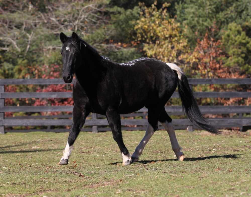 sponsor-cinder-horse-cape-cod