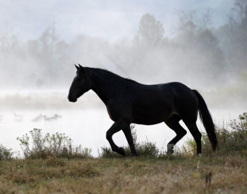 sponsor-coco-horses-cape-cod