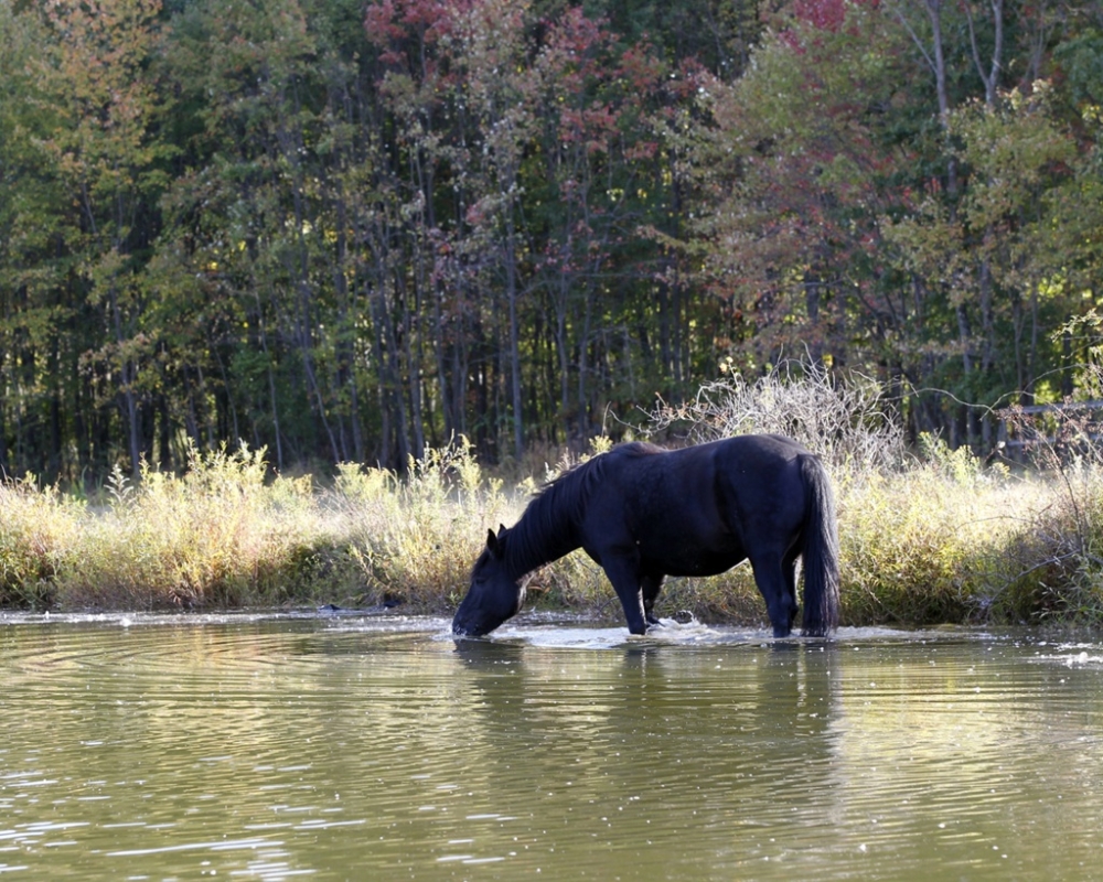 sponsor-deja-horses-cape-cod