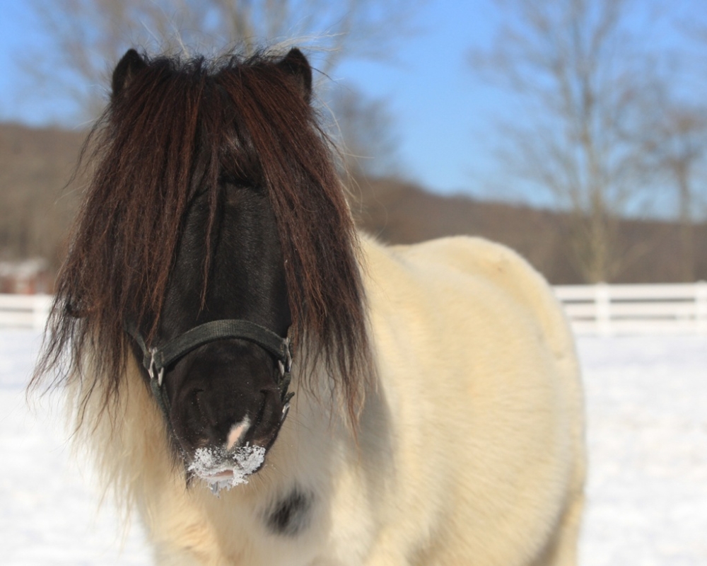 sponsor-sebastian-horses-cape-cod