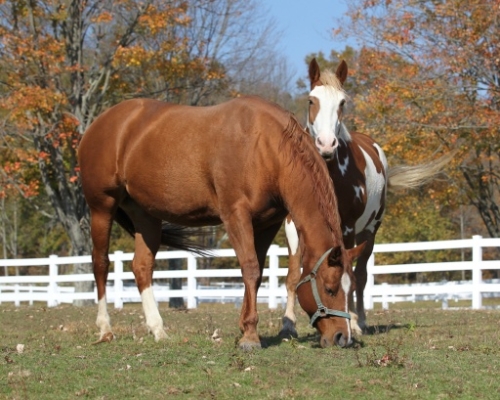 sponsor-serena-sweetheart-horses-cape-cod