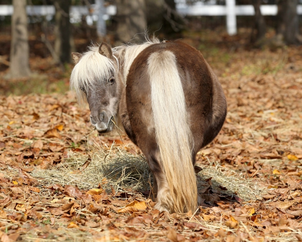 sponsor-tessa-mini-horses-cape-cod